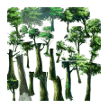 树木