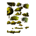 树林 树木 3