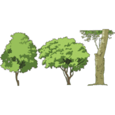 树木 2