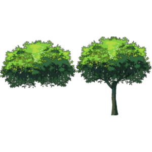 小树 3