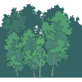 树林 3