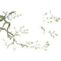 梨花