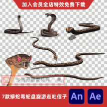 7款蟒蛇毒蛇盘旋游走吐信子